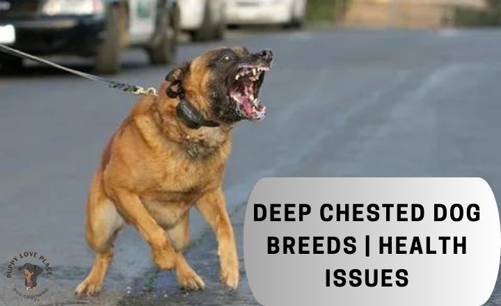deep chested dog breeds