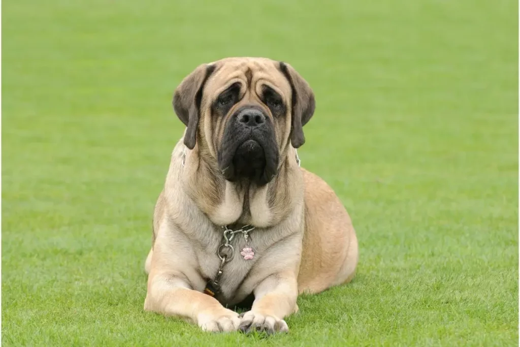  deep chested dog breeds