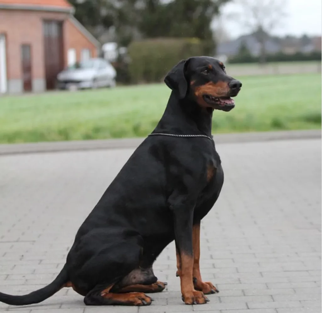  deep chested dog breeds